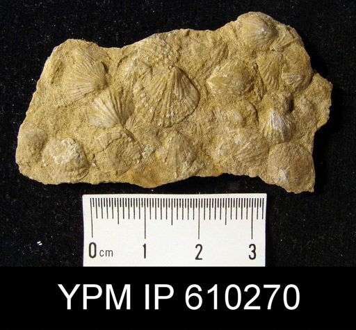 Anoplotheca planoconvexa