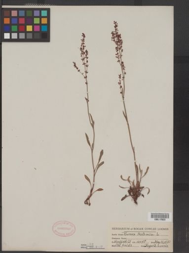 Rumex acetosella