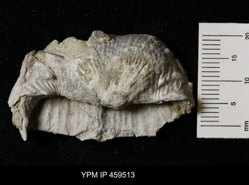 Dictyoclostus portlockianus crassicostatus