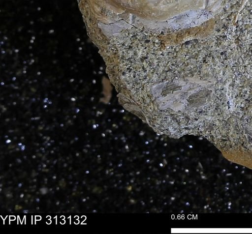 Corbicula