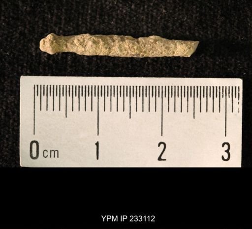 Archaeocidaris sp.