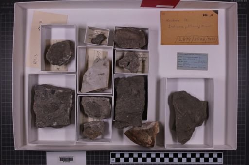mixed taxa, stratigraphic collection