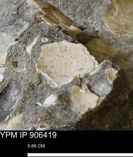 undet. Mollusca