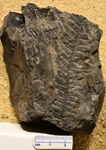 Pecopteris sp.