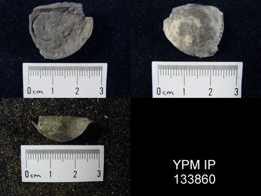 Stropheodonta inaequistriata