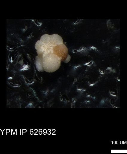 Rugoglobigerina sp.