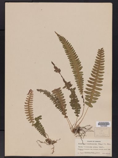Blechnum