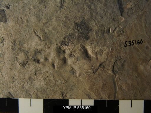 undet. Bryozoa