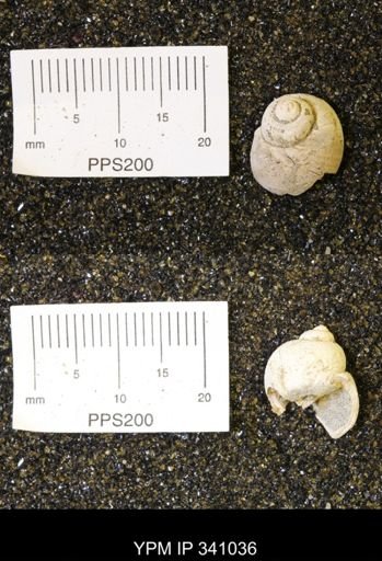 Euspira sp.