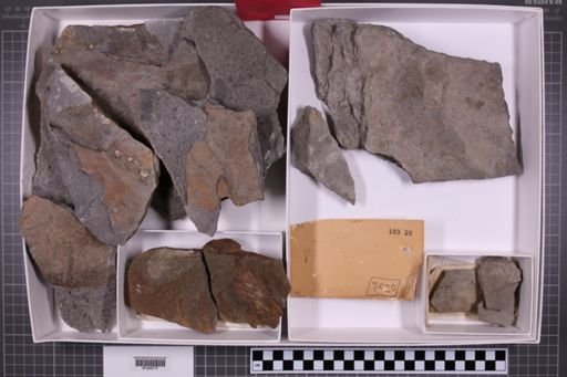 mixed taxa, stratigraphic collection