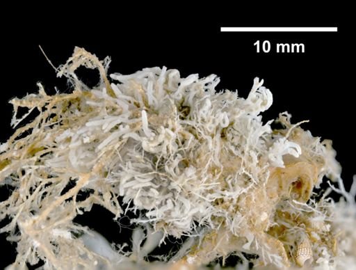 Clathrina cancellata