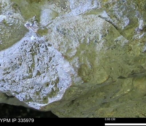undet. Mollusca