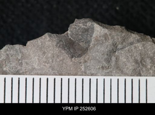 undet. Eurypterida