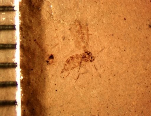 Ceratopogonidae?