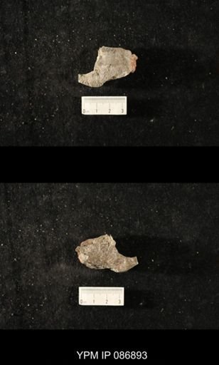 undet. Nautiloidea