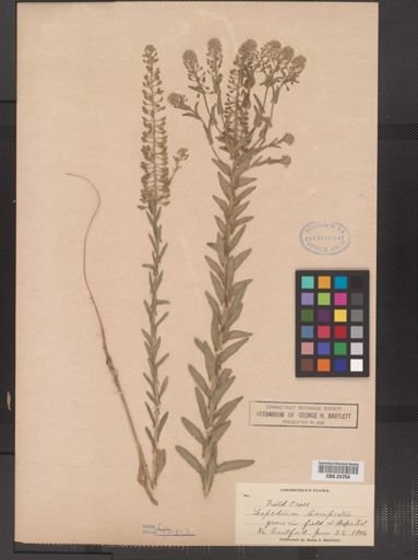 Lepidium campestre