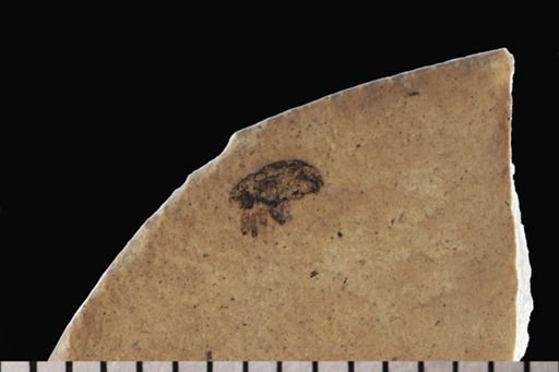 Curculionidae?