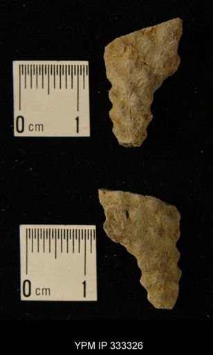 Constellaria sp.