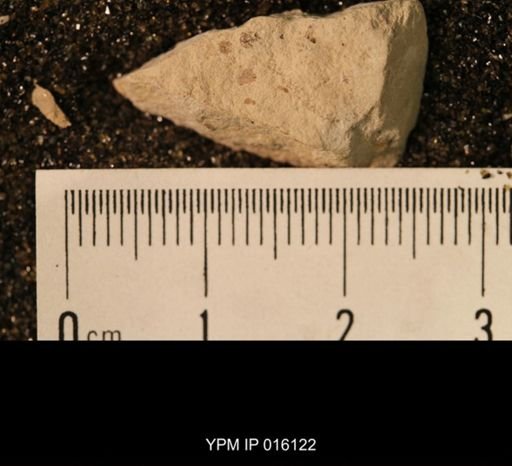 Archescytinidae