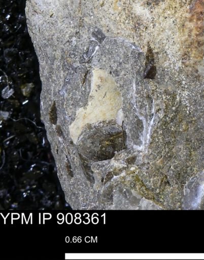 undet. Gastropoda