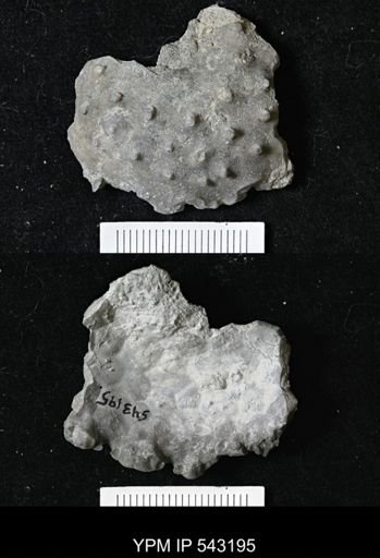 Megistocrinus sp.