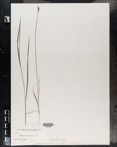 Carex spicata