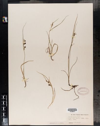 Carex aurea