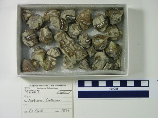 undet. Actinopterygii