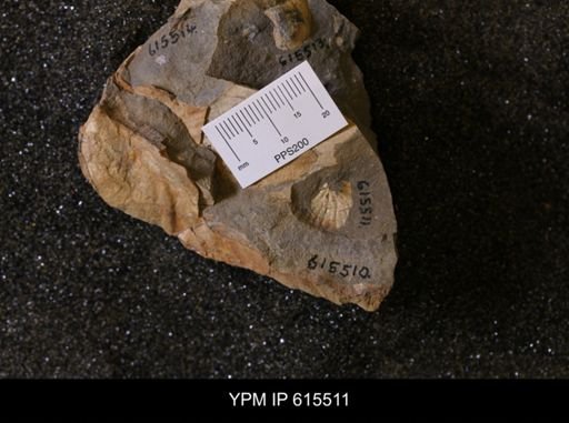 Inoceramus sp.