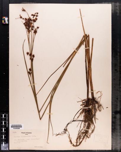 Cladium mariscoides