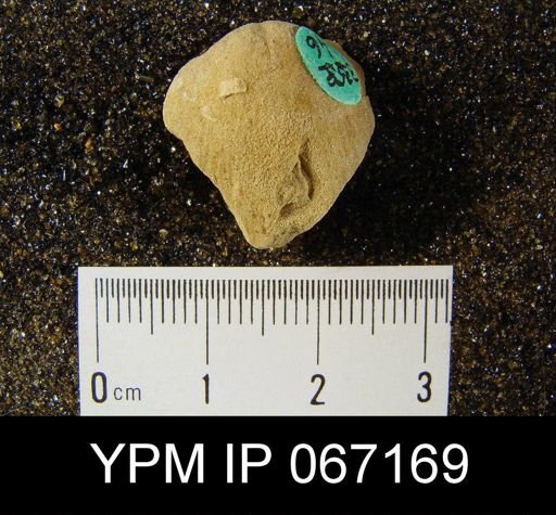 Atrypa reticularis