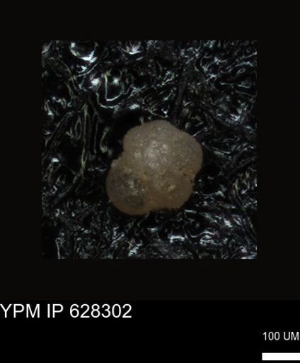 undet. Foraminiferida