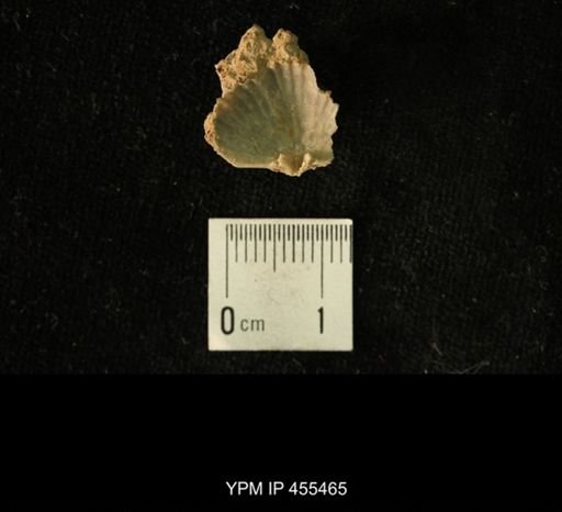 Platystrophia sp.