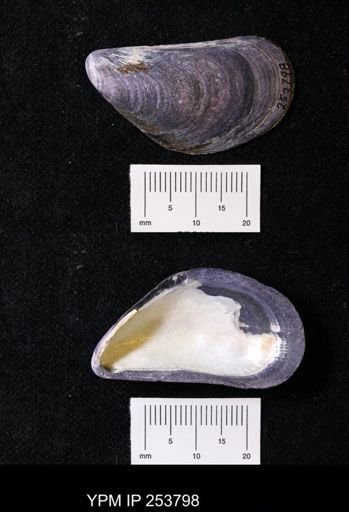 Mytilus edulis