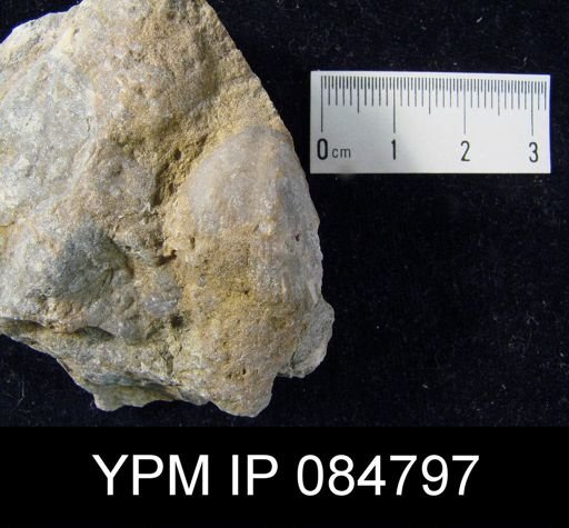Conchidium knighti