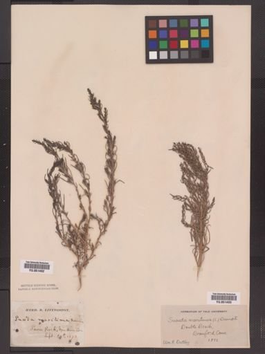 Suaeda maritima