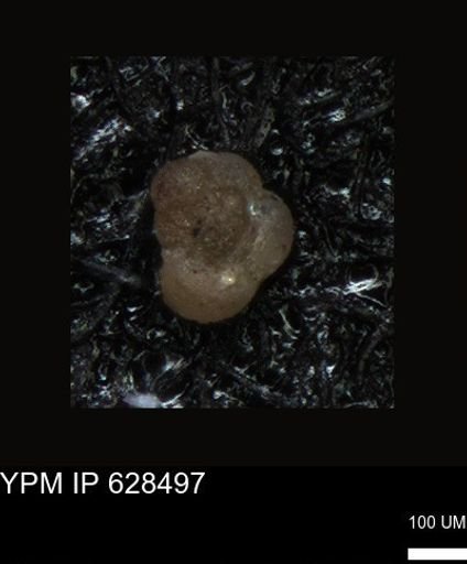 undet. Foraminiferida