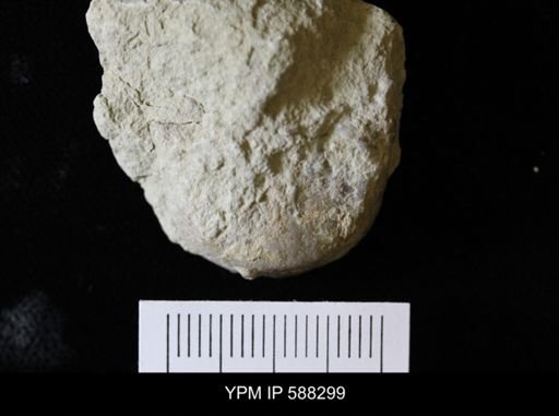 Leptaena sp.