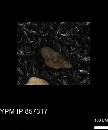 undet. Foraminiferida