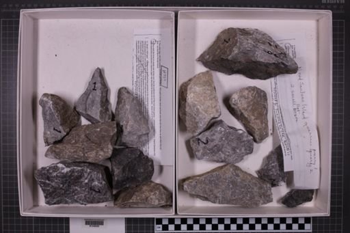mixed taxa, stratigraphic collection
