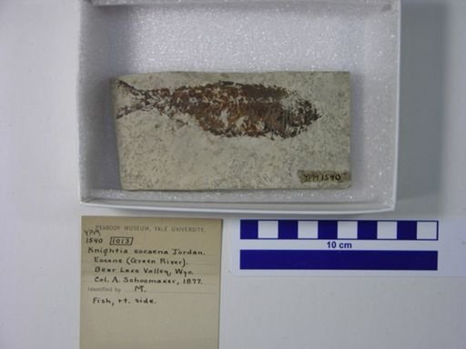 Knightia eocaena