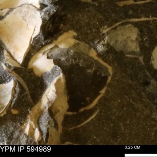 Protocardia sp.
