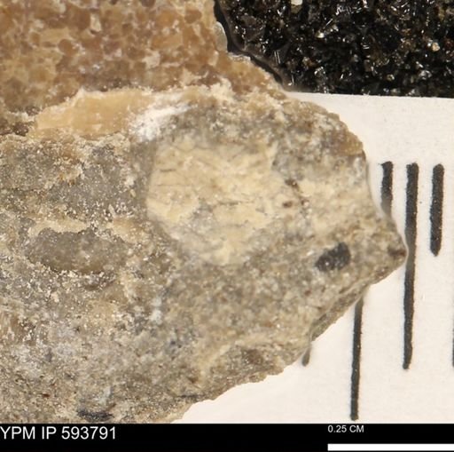 undet. Mollusca