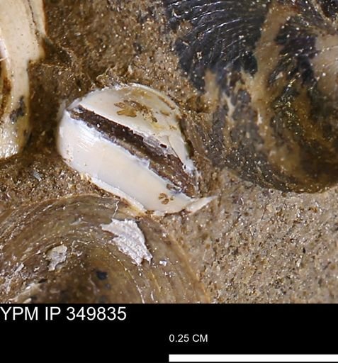 Corbulamella?