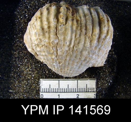 Productus (Dictyoclostus) indicus