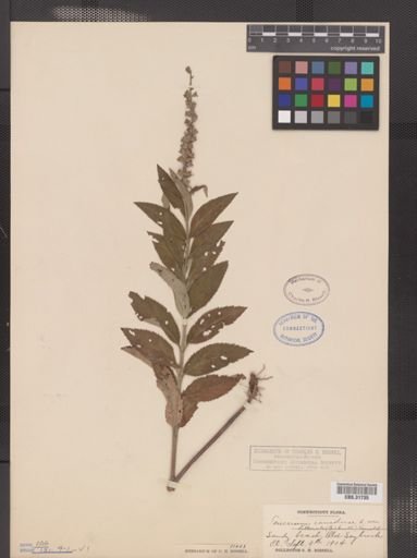 Teucrium canadense