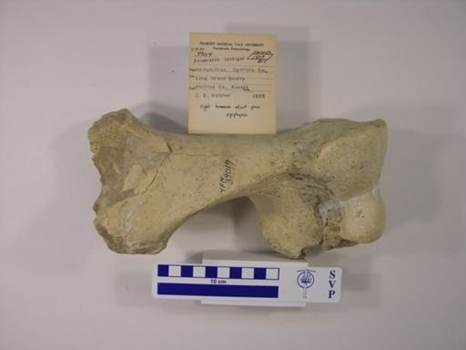 Teleoceras fossiger