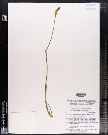 Narthecium americanum