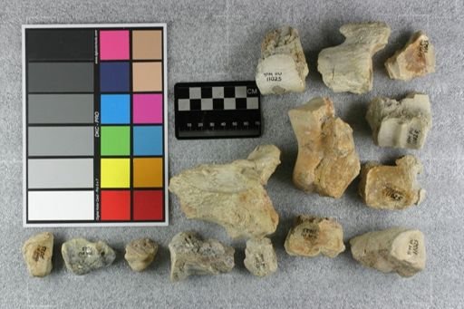 Metamynodon planiceps