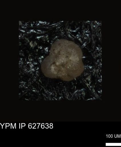 undet. Foraminiferida